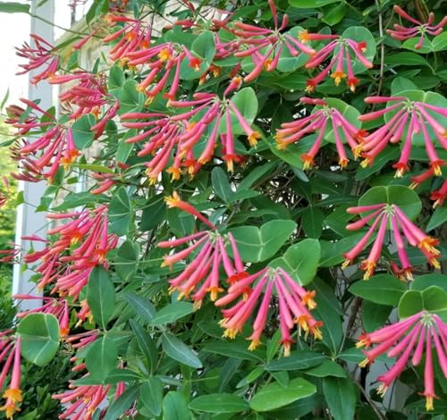 Coral Honeysuckle 3 Live Plants (Lonicera sempervirens) Native Flowering Vine for Hummingbird & Pollinator Gardens Deer Resistant Low Maintenance Climbing Plant for Full Sun
