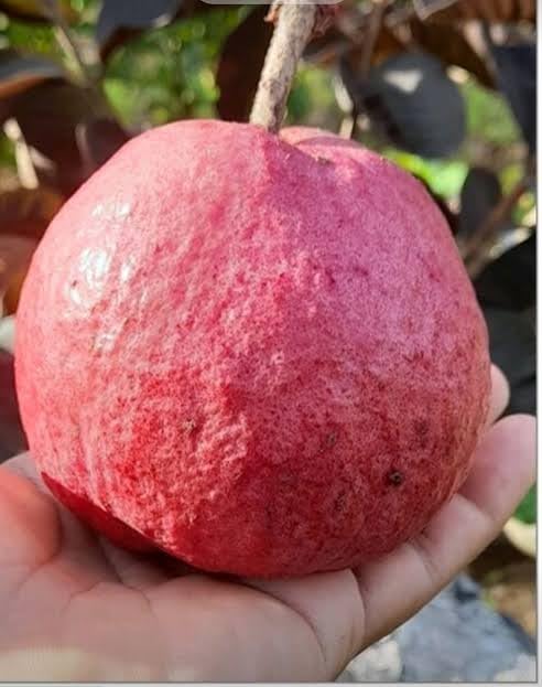 Image of LEAF JIBON, Rare Very Sweet And Orginal Vrerity Black Diamond Guava /Amrud Fruit Live Plant (Pack Of-1) Healthy 1.5 /2 Feet Height Guava Plant inchFruiting 1Year inch