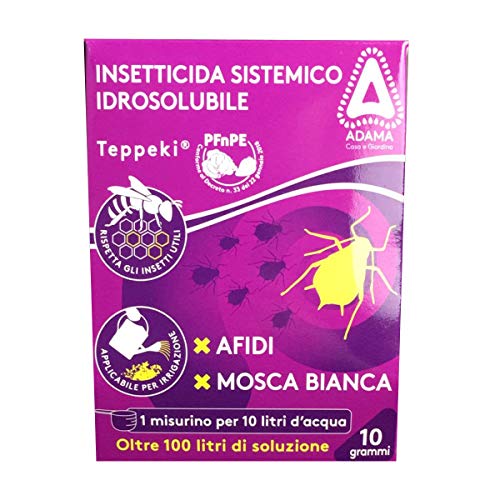 ADAMA KOLLANT TEPPEKI GR.10 - (EX CONFIDOR)