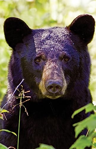 Black Bear Portrait Blank Journal (Nodin Press Blank Journals)