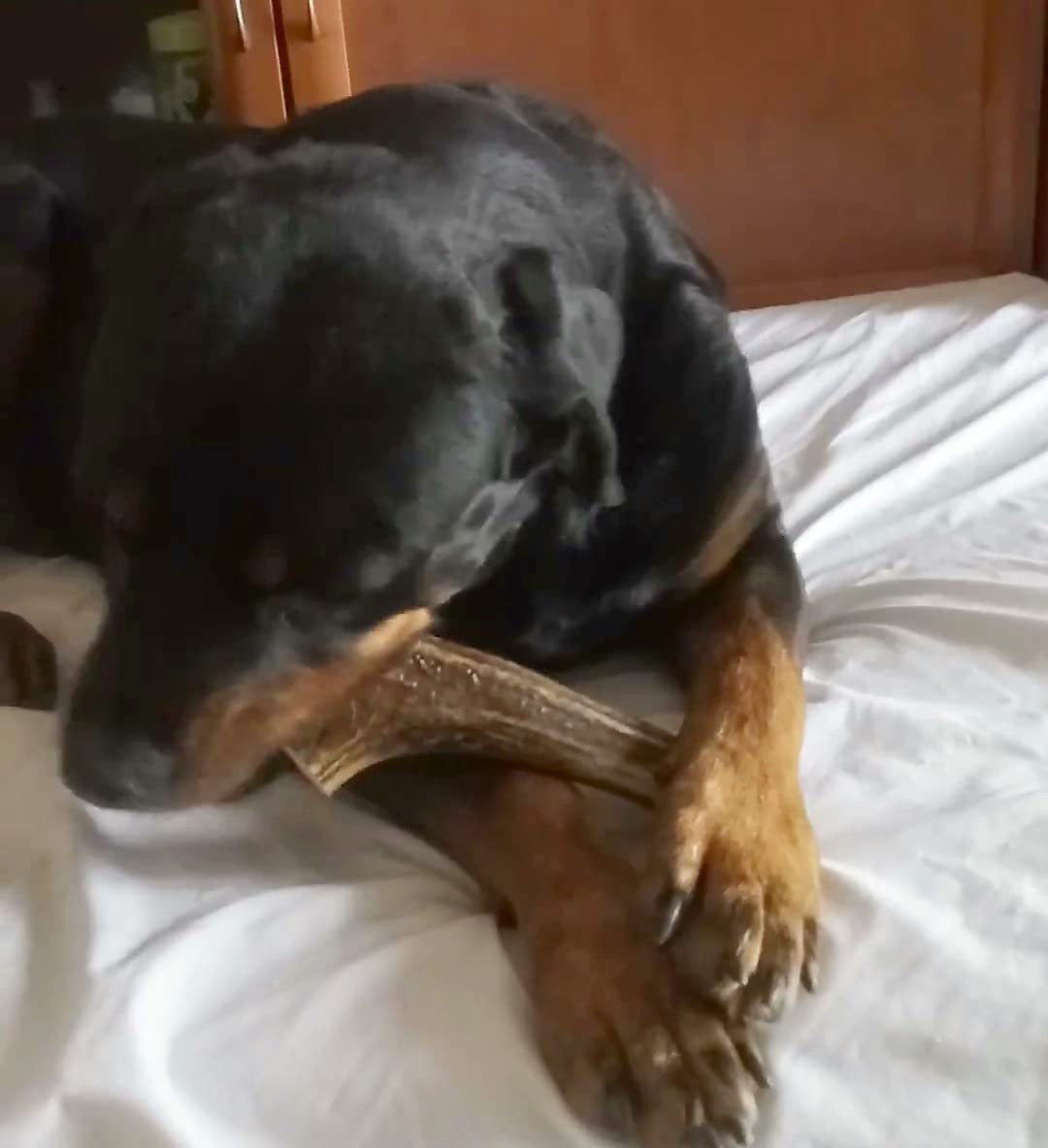 Corno di Cervo per Cani XXL Osso Naturale Masticativo