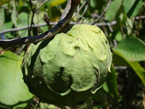 Miniatura 3 de 10 Semillas Annona cherimola Arbusto Frutal Cherimoya, Natillas de Manzana