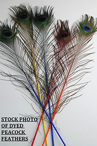 25 Pcs Dyed Peacock Feathers 40
