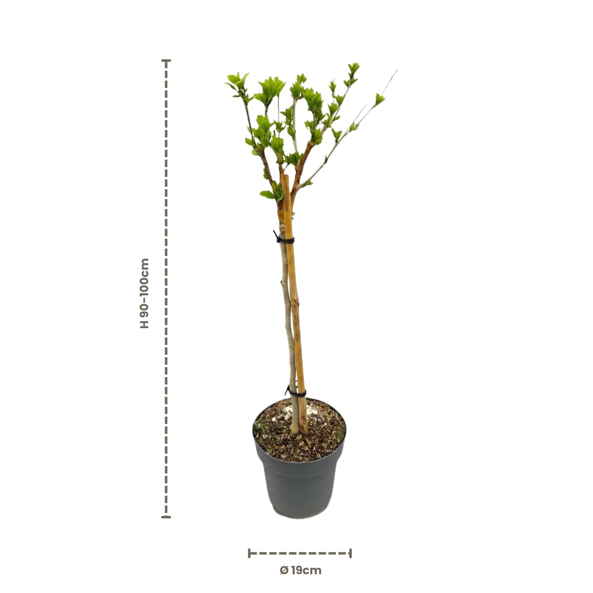 My Green Help – Hibiscus syriacus Lavender Chiffon ad Alberello, Ibisco Siriaco Ornamentale, 1 Pianta Viva Ø19 cm, Elegante Punto Focale per Terrazzo e Giardino