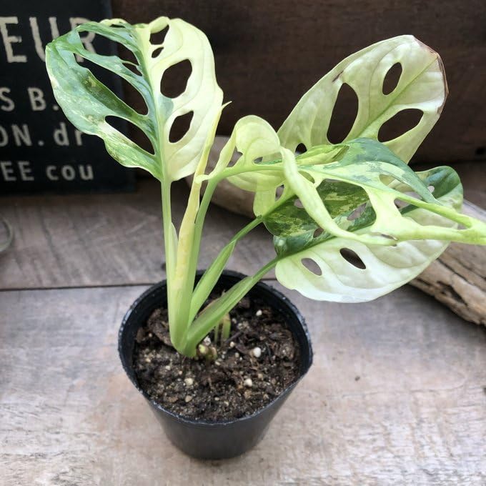 Amazon.co.jp: 斑入りマドカズラ 希少 観葉植物Monstera Adansonii