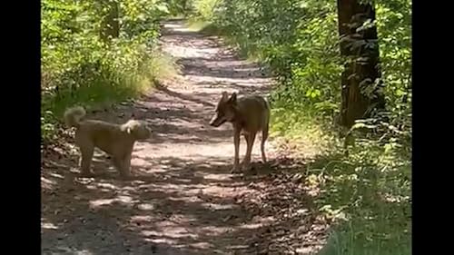 Berygtet ulv skudt og dr&aelig;bt