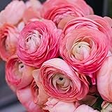 UtopiaSeeds 12 Pink French Peony Ranunculus Corms