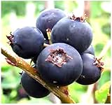 MySeeds.Co 20 x Saskatoon SERVICEBERRY - Amelanchier alnifolia Seeds - Saskatoon Berry - Fruit can be Eaten raw or Cooked - Hardy to Zone 6
