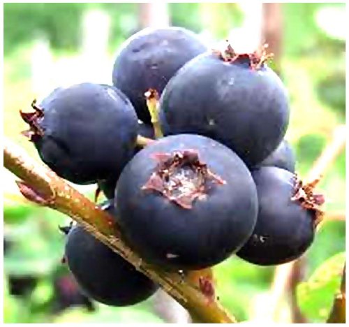 MySeeds.Co 20 x Saskatoon SERVICEBERRY - Amelanchier alnifolia Seeds - Saskatoon Berry - Fruit can be Eaten raw or Cooked - Hardy to Zone 6