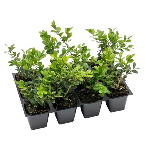 12 Winter Gem Boxwood in 2.5” Nursery Cubes (Buxus microphylla