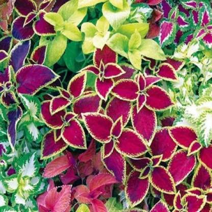 See full amazon price history chart for Green World COLEUS RAINBOW MIXED FLOWER SEEDS FOR KITCHEN GARDENING (200 seeds) Green World COLEUS RAINBOW MIXED FLOWER SEEDS FOR KITCHEN GARDENING (200 seeds) (B09KQS5V6H) Amazon Price History, Amazon Price Tracker