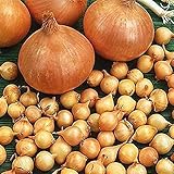 SGARAVATTI