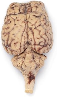 Formalin Sheep Brain, Dura Mater Removed, Plain, Pail