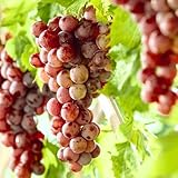 Red Flame Grape Vine, 1-2 Year Old, Live Grape Fruit Plant Live, Cold Hardy Grape Tree