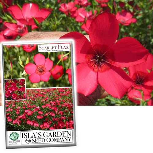 Scarlet Flax Flower Seeds for Planting, 150+ Flower Seeds Per