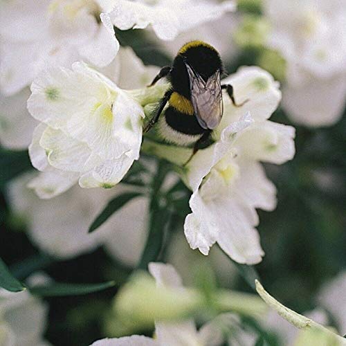 Graines fraîches - Delphinium - Étoiles d'été - 20 Semi