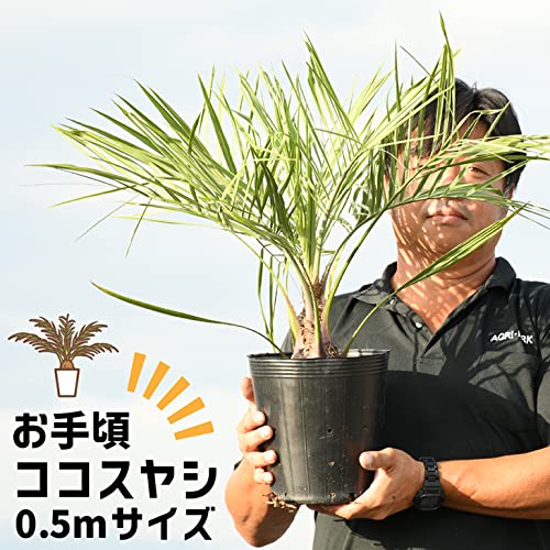 momiji　ココスヤシ2本 momiji様専用 ココスヤシ2本