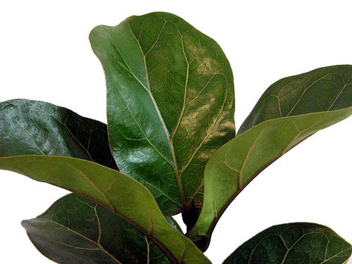Fiddleleaf Fig Stylized Tree Shape - Ficus - Great Indoor Tree - Easy - 8" Pot #TOP2