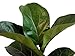 Hirt's Fiddleleaf Fig Tree - Ficus - Great Indoor Tree - Easy - 6