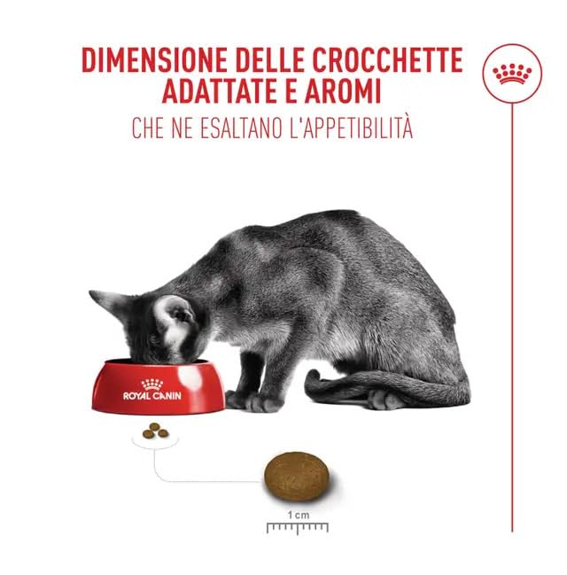 Amazon | ロイヤルカナン FHN セイバーエクシジェント 猫用 2kg