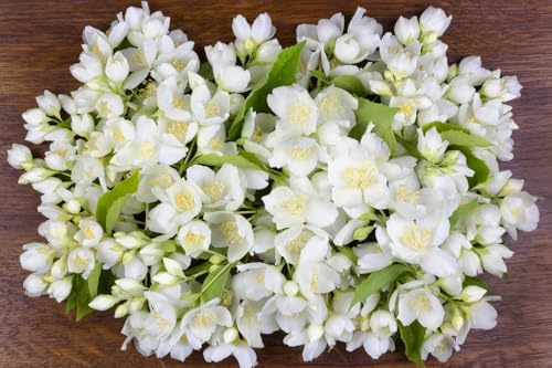 White Climbing Jasmine Seeds Canadian Hardy Fragrant Flower for Garden Balcony Indoor Heirloom Plant - 4