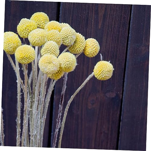 Ramo de 20 flores secas Craspedia decorativas miniatura 6