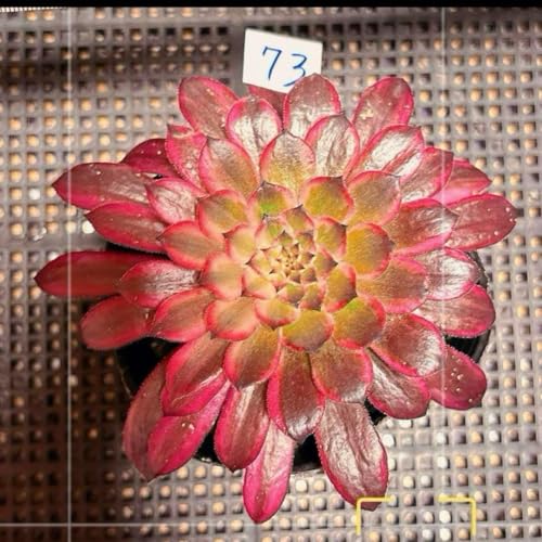 観葉植物 多肉植物 錦」の人気商品一覧 | 安い商品を通販サイトから