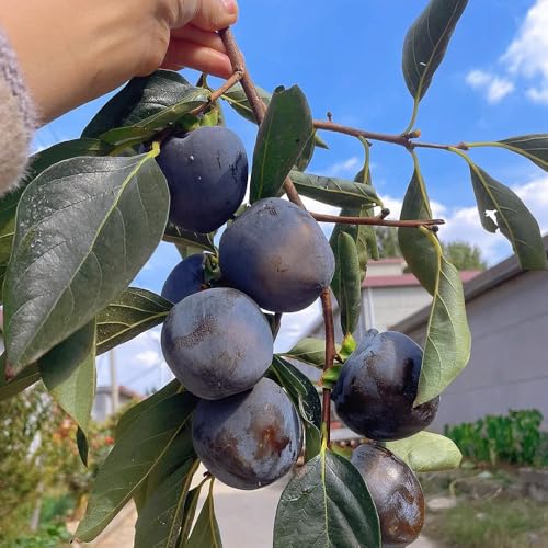 diospyros digyna semillas de caqui negro, resistentes al invierno para balcones budín de chocolate con zapote negro - caqui resistente - 40pcs