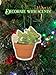 Mint Dragon Tree Air Freshener (Mint Scent), Hanging Scents, Car Frangrance Decor