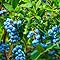 TopfHeidelbeere Blaubeeren Pflanze "Duke" 1 Pflanze, Vaccinium