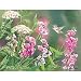 LANG - Wild Sweet Pea Boxed Note Cards, 13 Cards and Envelopes, Artwork by Susan Bourdet, 4" x 5"
