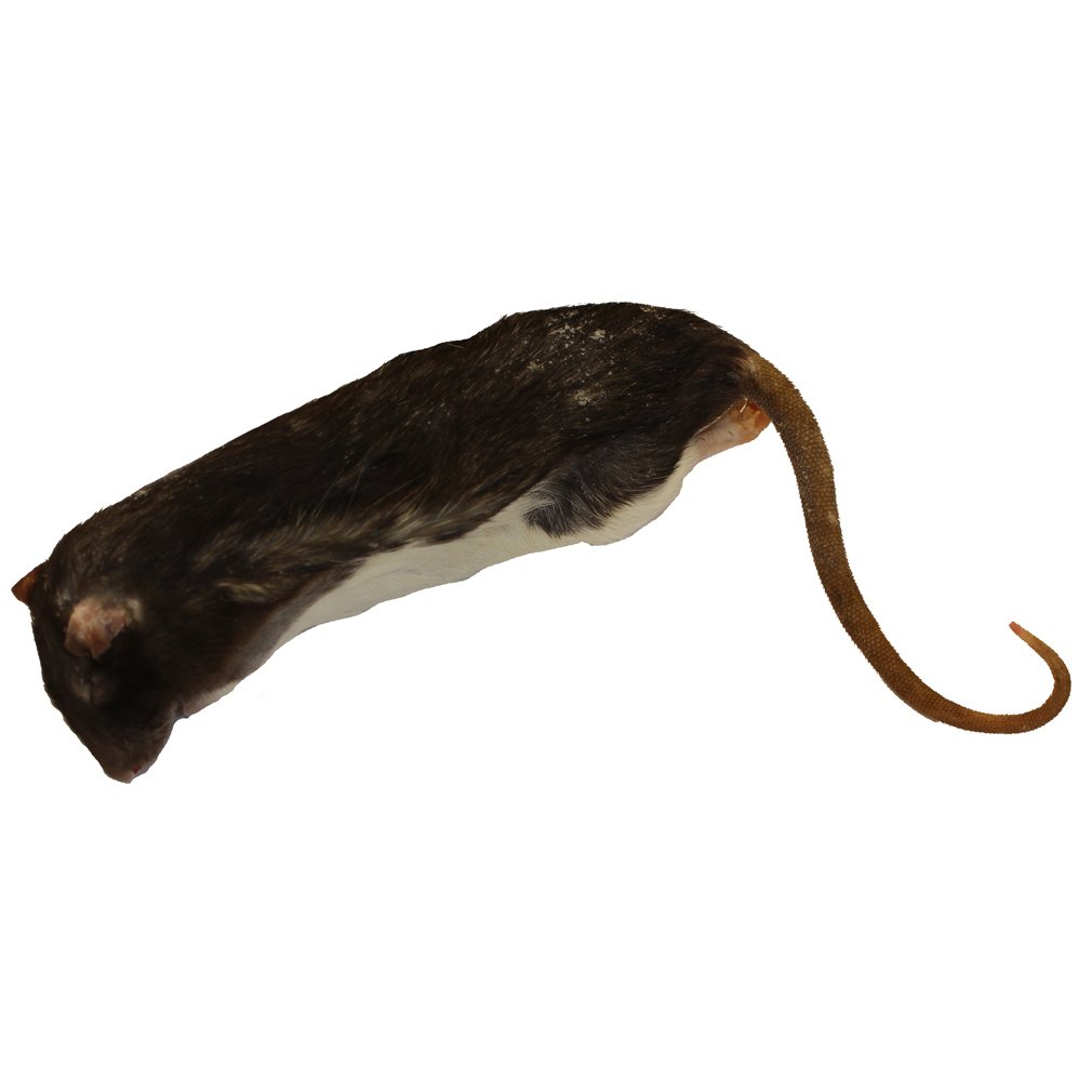 Peregrine Livefoods Frozen Rat X-Large 350-450g - Pack of 5