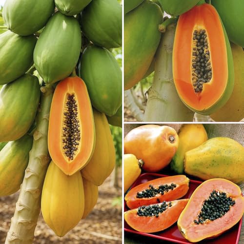 5Pcs Dwarf Papaya Seeds for Planting-Non-GMO Heirloom Plant Seeds Garden Outdoor