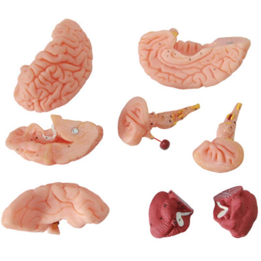 Model edukacyjny Model ludzkiego mózgu Model anatomiczny funkcji mózgu do materiałów edukacyjnych Narzędzie dydaktyczne