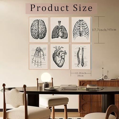 Ohhvvow Human Anatomy Artwork Medical Wall Picture Muscle Skeleton Vintage Poster Nordic Canvas Print Education Painting Modern Decor 12 Inchx18 Inch thumb #8