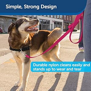 PetSafe Nylon Dog Leash – Strong, Durable, Traditional Style Leash with Easy to Use Bolt Snap – 3/4 in. x 6 ft., Raspberry Pink