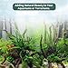 Hamiledyi 3 Pcs Natural Driftwood for Aquarium 7-12 Inch Driftwood Branches Bearded Dragon Accessories Reptiles Aquarium Decoration Assorted Size Natural Habitat Decor Wood for Lizad