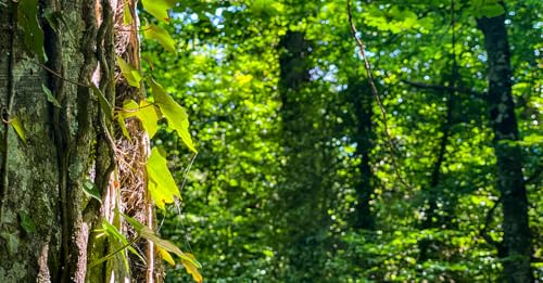 La famiglia del bosco tra ricorsi, polemiche e insulti al Tribunale