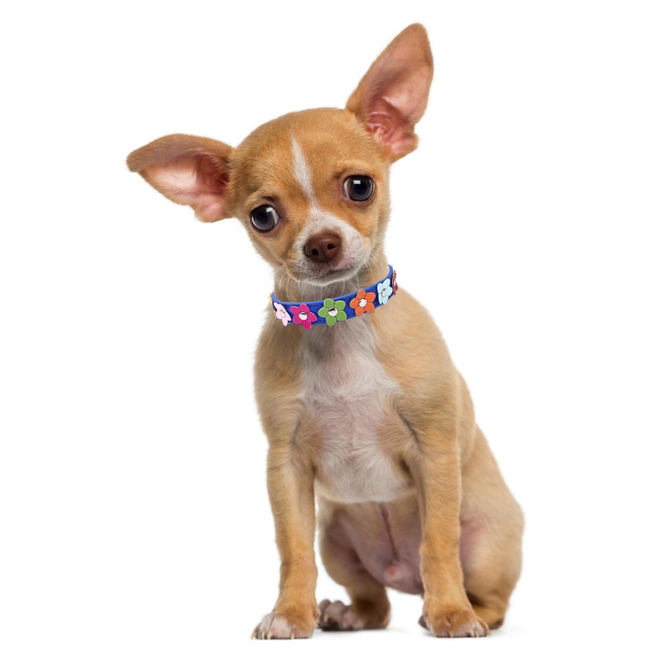 Mini-Hundehalsband Mit Blumenmotiv – Größe M, Dunkelblau, Weiches PU-Material, Verstellbar 29-38 Cm