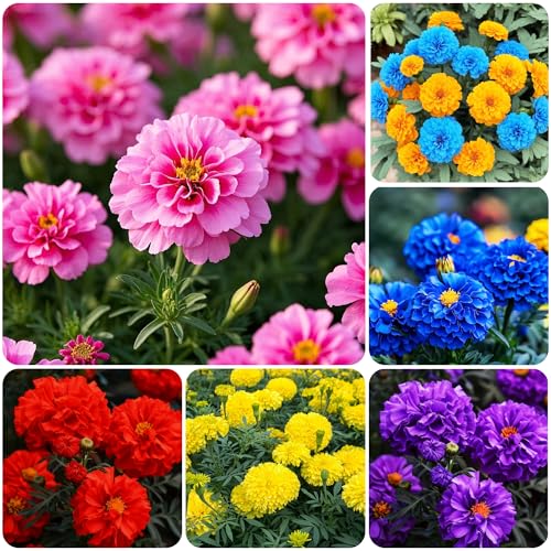 900+ Annual French Marigold Garden Flower Mix Flower...