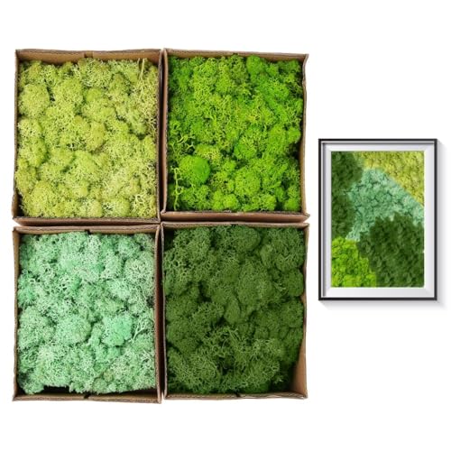 BOSREROY Set of 4 Colored Natural Dried Reindeer Moss, Home Office Decorative Artistic Greenery, DIY Craft Moss Kit, Multi-Hued Preserved Moss Totaling 14oz, Each Box Contains 3.5oz