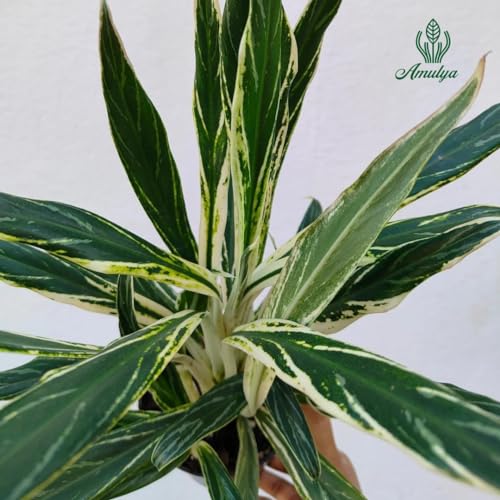 Image of Amulya FARMS & NURSERY Air Purifying Variegated Indoor Live Plants for Table, Kitchen & Desk Decor | Rare Plant | Imported Plant | Small Size - Black Pot Included (Rice Leaf)