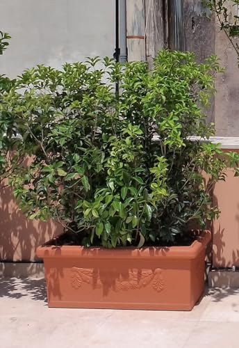 Kloris Pflanzgefäß rechteckig Festonato 80 Harz Farbe Terrakotta Polyethylen klassisches Design für den Außenbereich 45 Liter 80 x 40 cm Höhe 34 cm Made in Italy