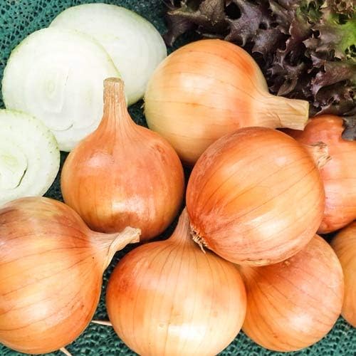 Miniatura 6 de Calcedonia picante amarilla neutra de cebolla gigante vegetal para plantar sin OMG - 300 semillas