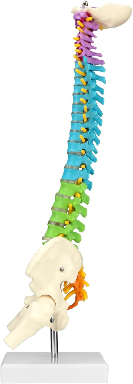 QWORK Flexible Human Spine Model with Spinal Nerves Pelvis and Thighs, Vertebral Column Anatomical Model, 45 cm / 18"
