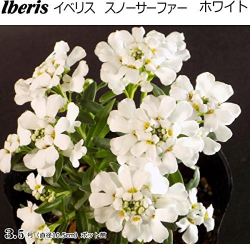 Amazon イベリス スノーサーファー ホワイト 10 5cmポット苗 花 Amazon イベリス スノーサーファー ホワイト 10 5cmポット苗 花