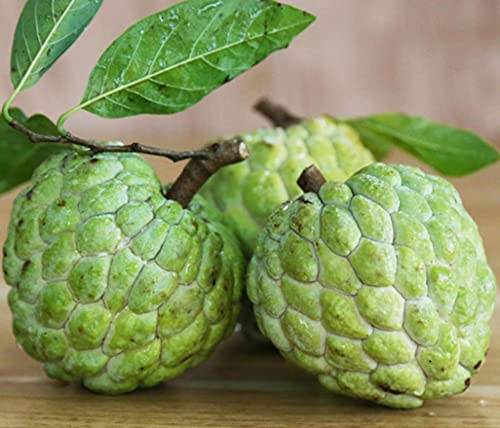 Moccurod 10 Custard Apple Seeds (Annona Squamosa) Tropical Fruits #TOP1