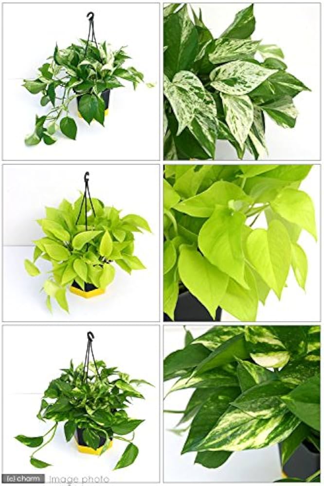 ☆ポトス☆挿し穂用サービスカット☆バンピー5本 今年挿したポトスたち | 観葉植物diary