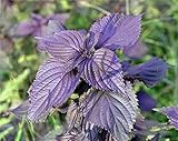 perilla infusion comprar 🌺Todas las semillas de germinación naturales, bellamente empaquetadas y de la más alta calidad probadas para su propio jardín, para regalar o para el almacenamiento a largo plazo.