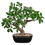 Artificial Bonsai Tree 12.9 Inch Faux Ficus Plant in Ceramic Pot with Pebbles Fake Green Potted Plant for Home Office Desk Decor Indoor Zen Table Centerpiece, Small Artificial Plants for Living Room